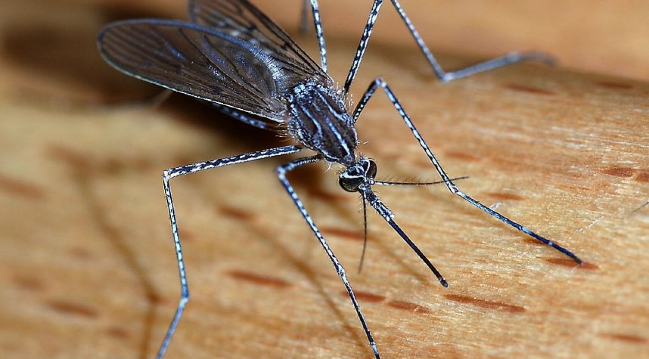 Listen to the podcast to find out how the energy of a falling mosquito compares to the energy of a single photon