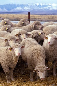 394px-Flock_of_sheep-197x300.jpg